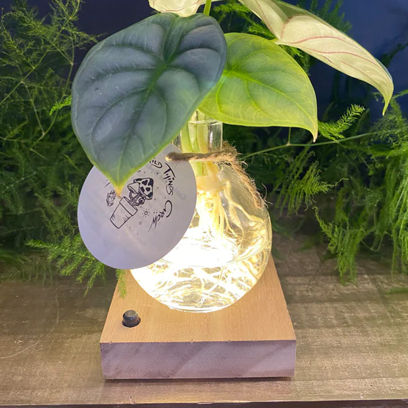 LED Hydroponic Plant Vase